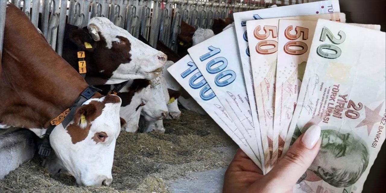 Hayvancılık destek ödemeleri hesaplara yatıyor