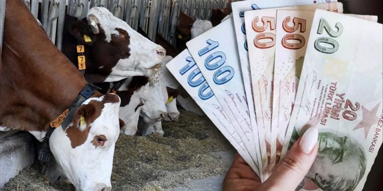 Hayvan başına 18 bin TL: Kırsalda bereket hayvancılığa destek başvuru şartları açıklandı