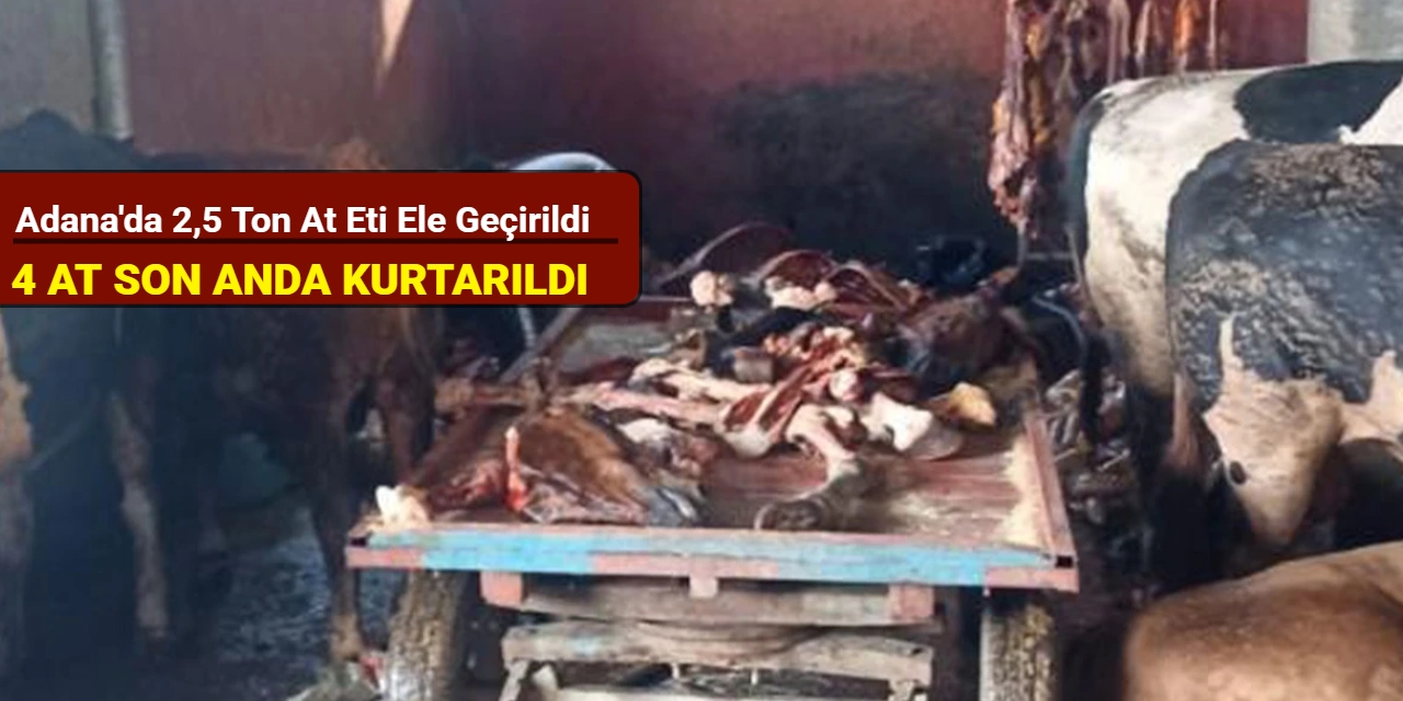Adana'da 2,5 ton at eti ele geçirildi, 4 at kesilmekten son anda kurtarıldı