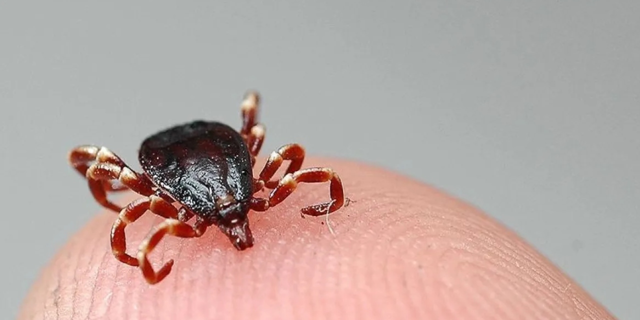 Sağlık Bakanlığı'ndan "kene" açıklaması geldi