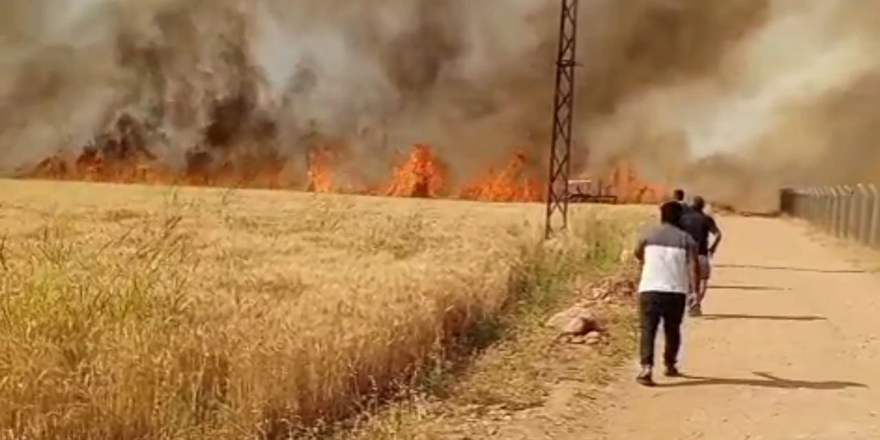 Şanlıurfa'da 40 dönüm buğday alev alev yandı