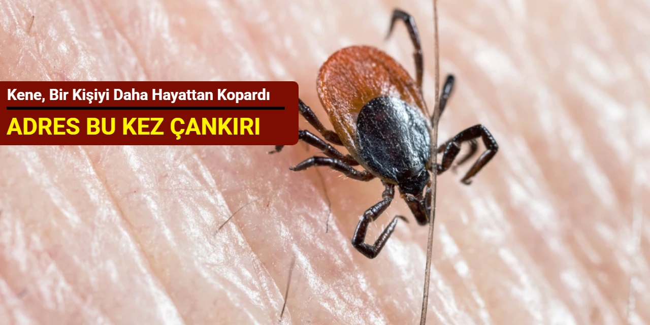 Adres bu kez Çankırı: Kene, bir kişiyi daha hayattan kopardı