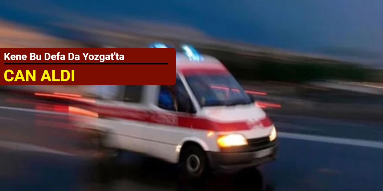 Kene bu defa da Yozgat'ta can aldı