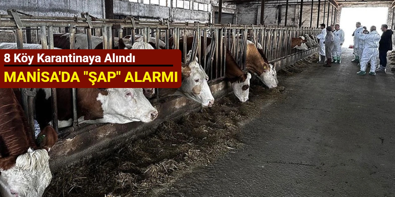 Manisa’da 'şap' alarmı: 8 köy karantinaya alındı
