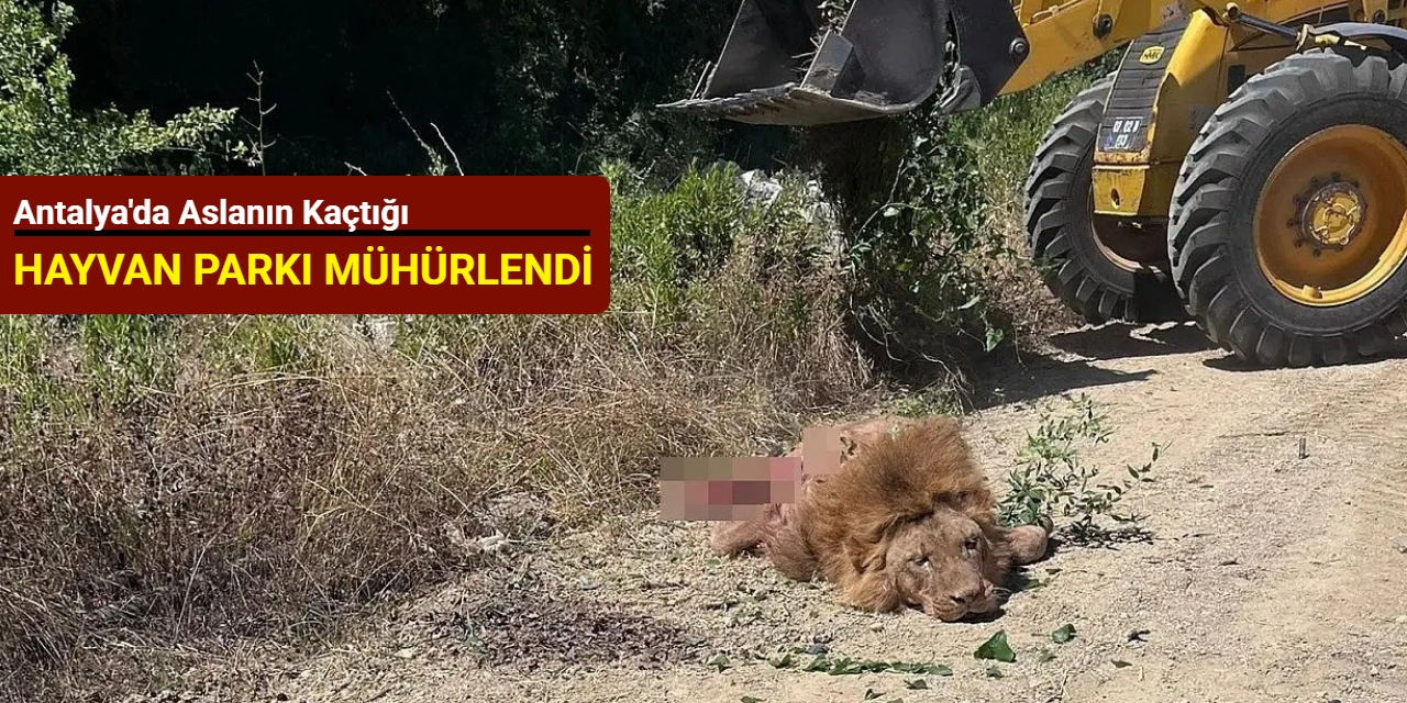 Antalya'da aslanın kaçtığı hayvan parkı mühürlendi