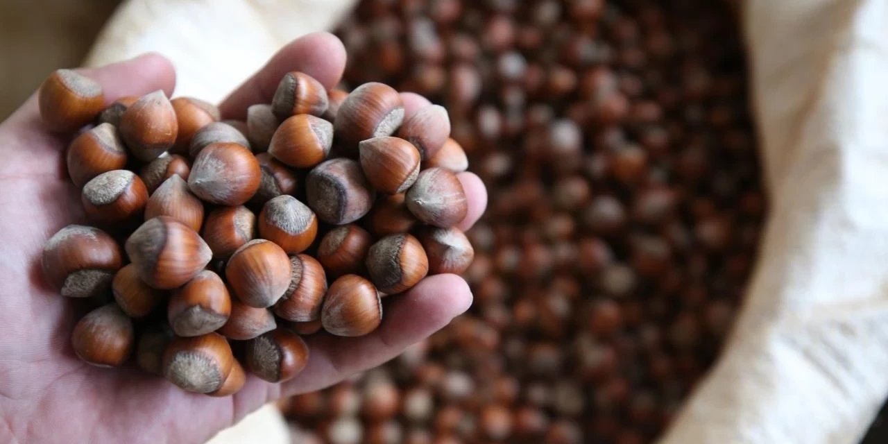 Fındık alım fiyatı açıklanıyor: İşte beklenti