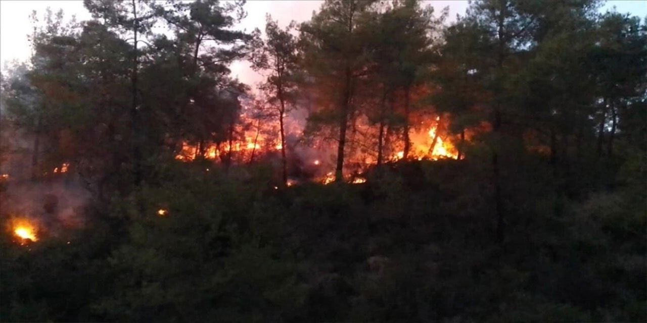 Adana'da orman yangını çıktı