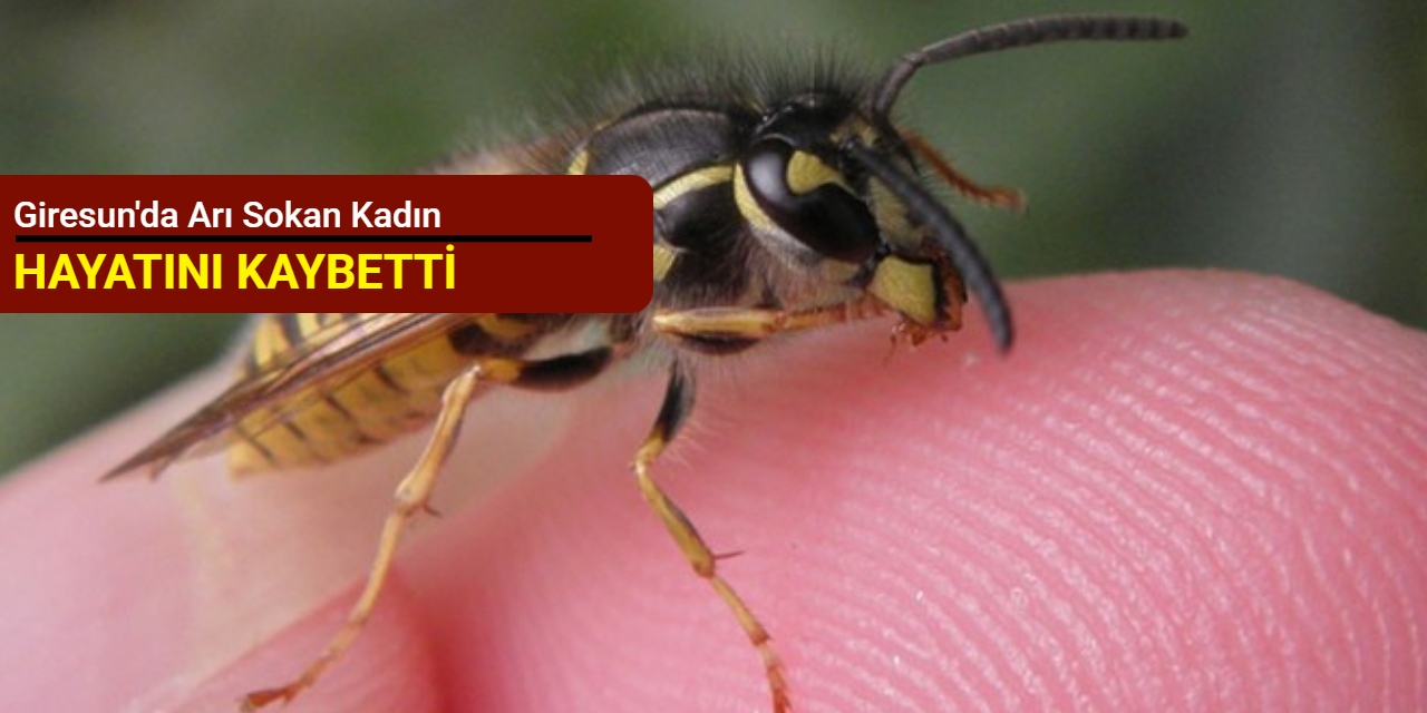 Giresun'da arı sokan kadın hayatını kaybetti