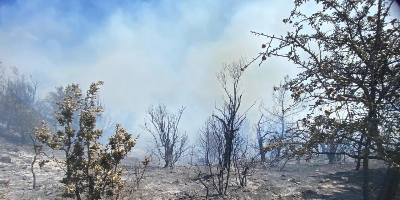 İzmir'de ormanlık alanda yangın çıktı