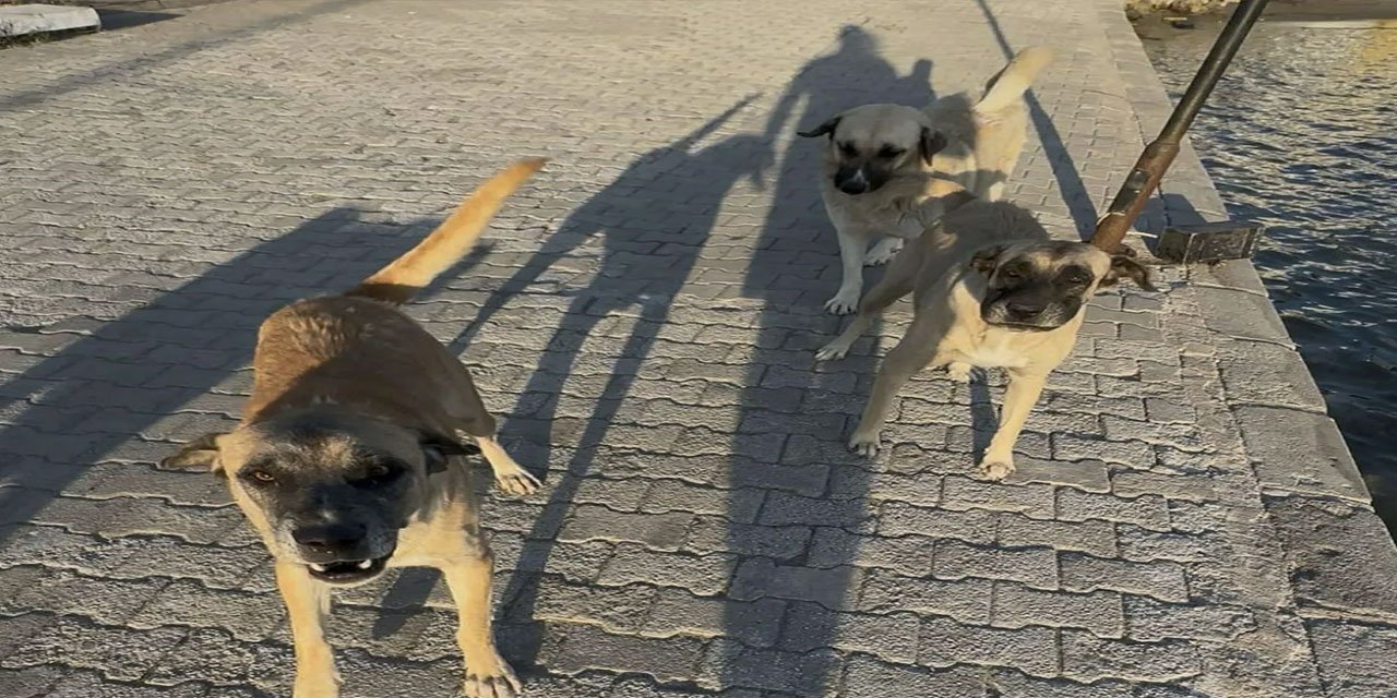 Muğla'da başıboş köpek vakası: 5 dikiş atıldı