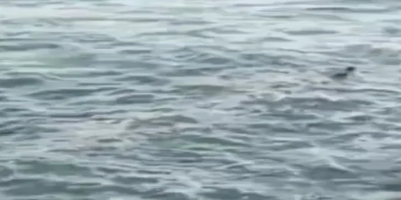 Avrasya Su Samuru sonunda görüldü