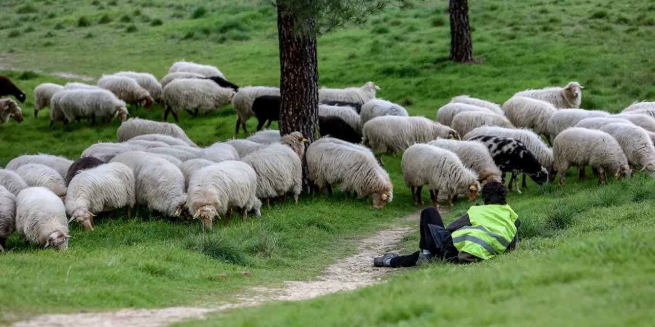 Van'da 334 küçükbaş hayvan telef oldu