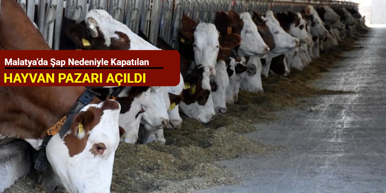 Malatya'da şap nedeniyle kapatılan hayvan pazarı açıldı