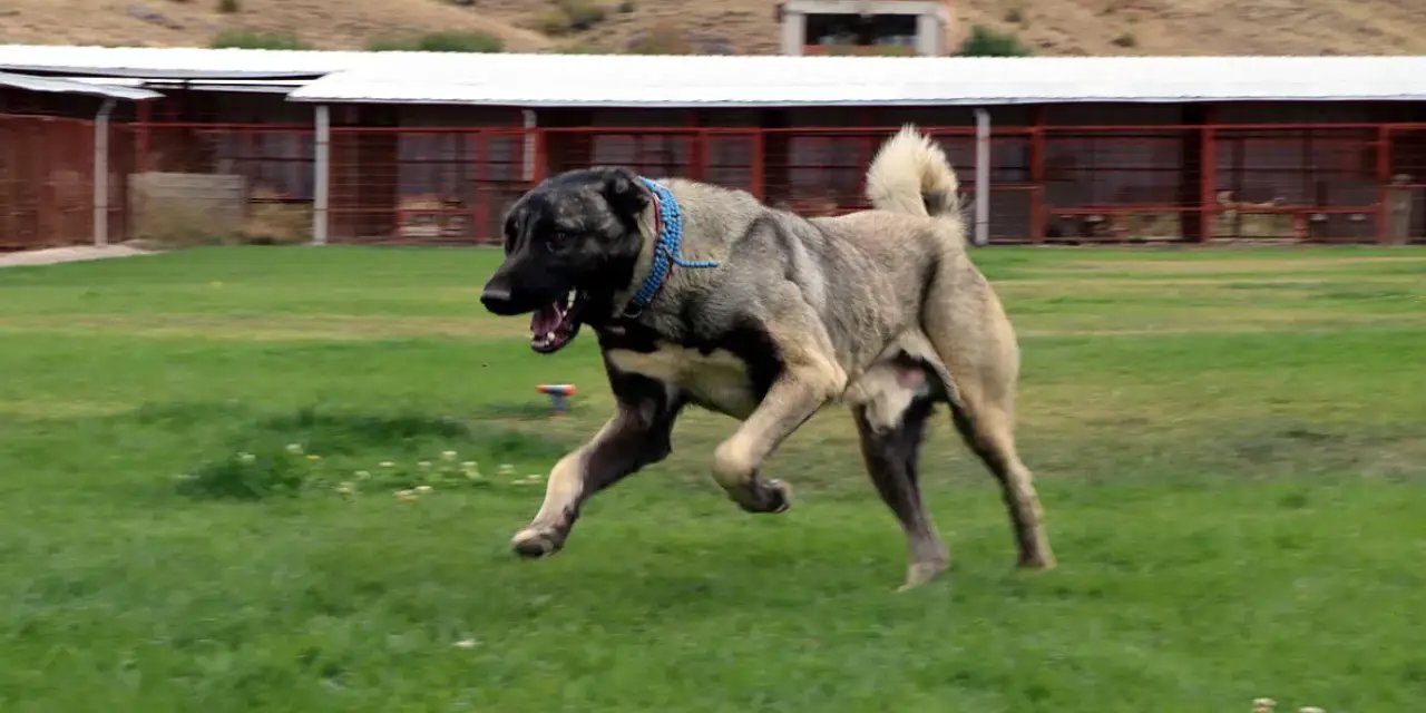 Kayseri'de yaşlı kadına çoban köpeği saldırdı: Hayatını kaybetti