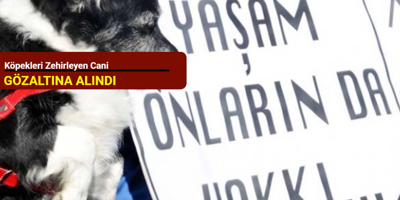 Köpekleri zehirleyen cani gözaltına alındı