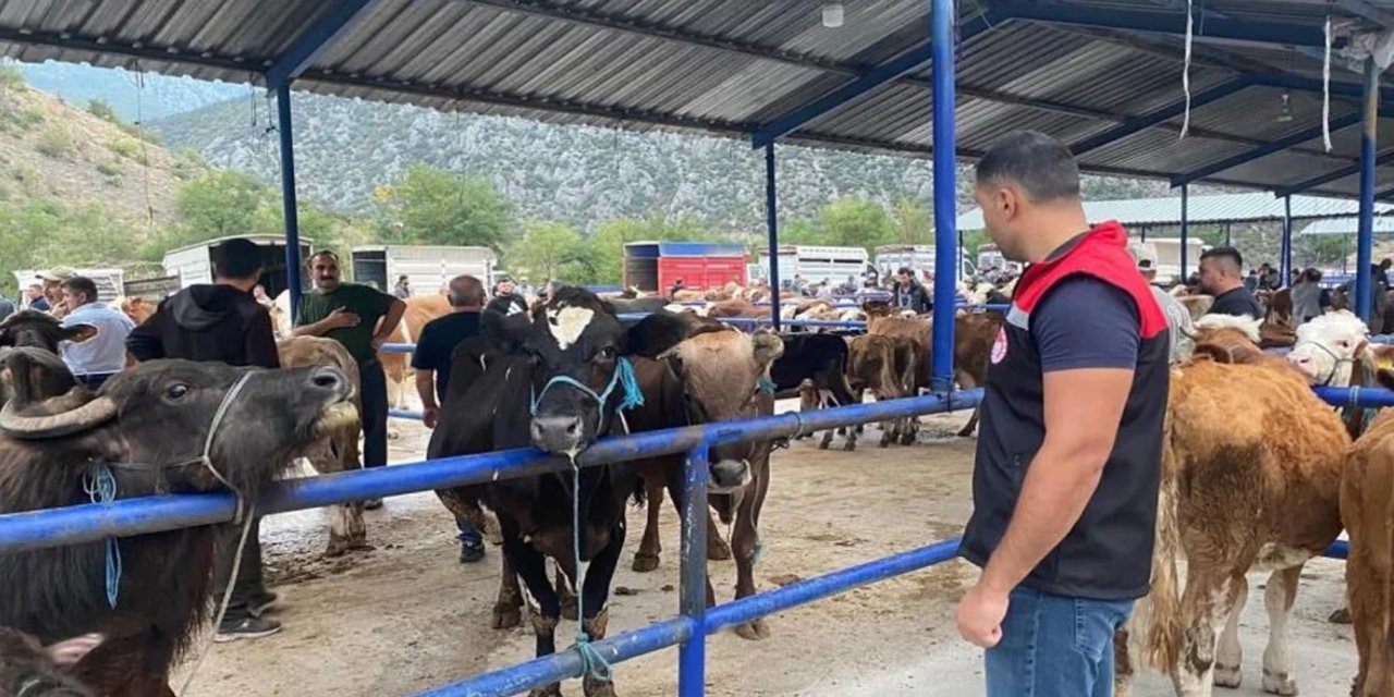 Amasya'da şap hastalığı: Pazar kapatıldı