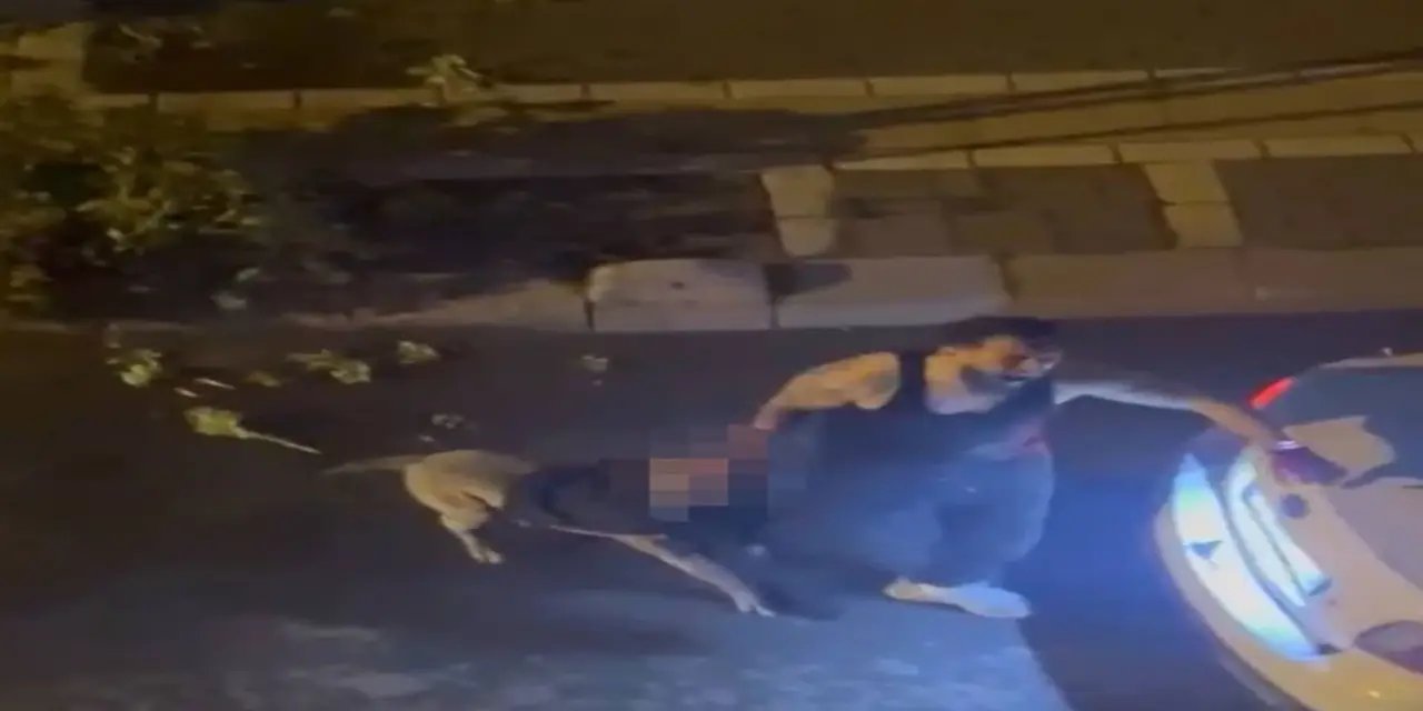 İstanbul'da bir Pitbull sahibine saldırdı: Hastanelik etti