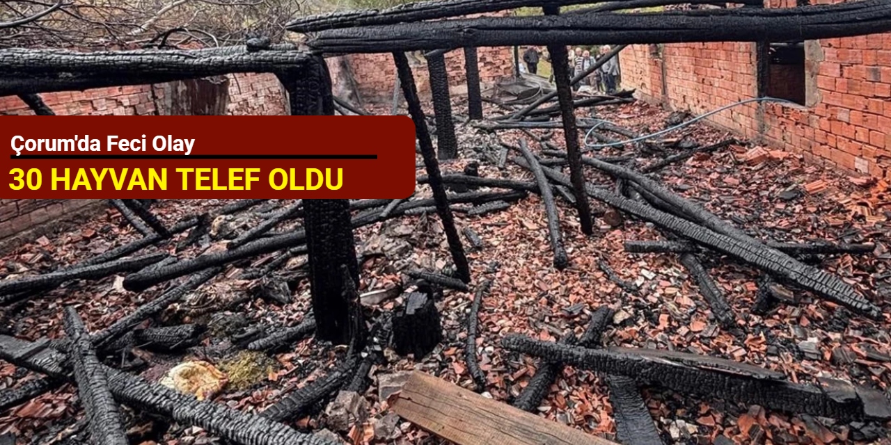 Çorum'da feci olay: 30 hayvan telef oldu