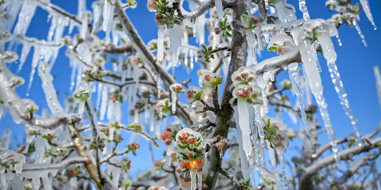Meteorolojiden üreticilere zirai don uyarısı