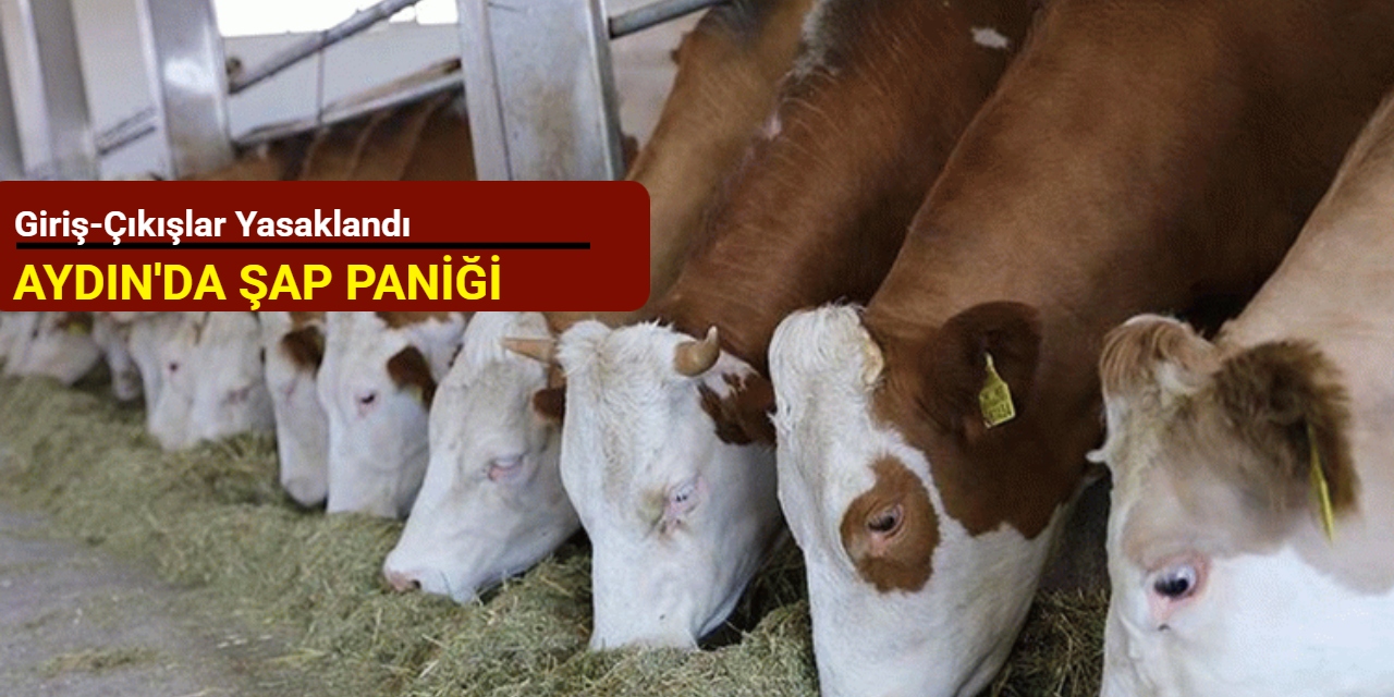 Aydın'da şap paniği: Giriş-çıkışlar yasaklandı
