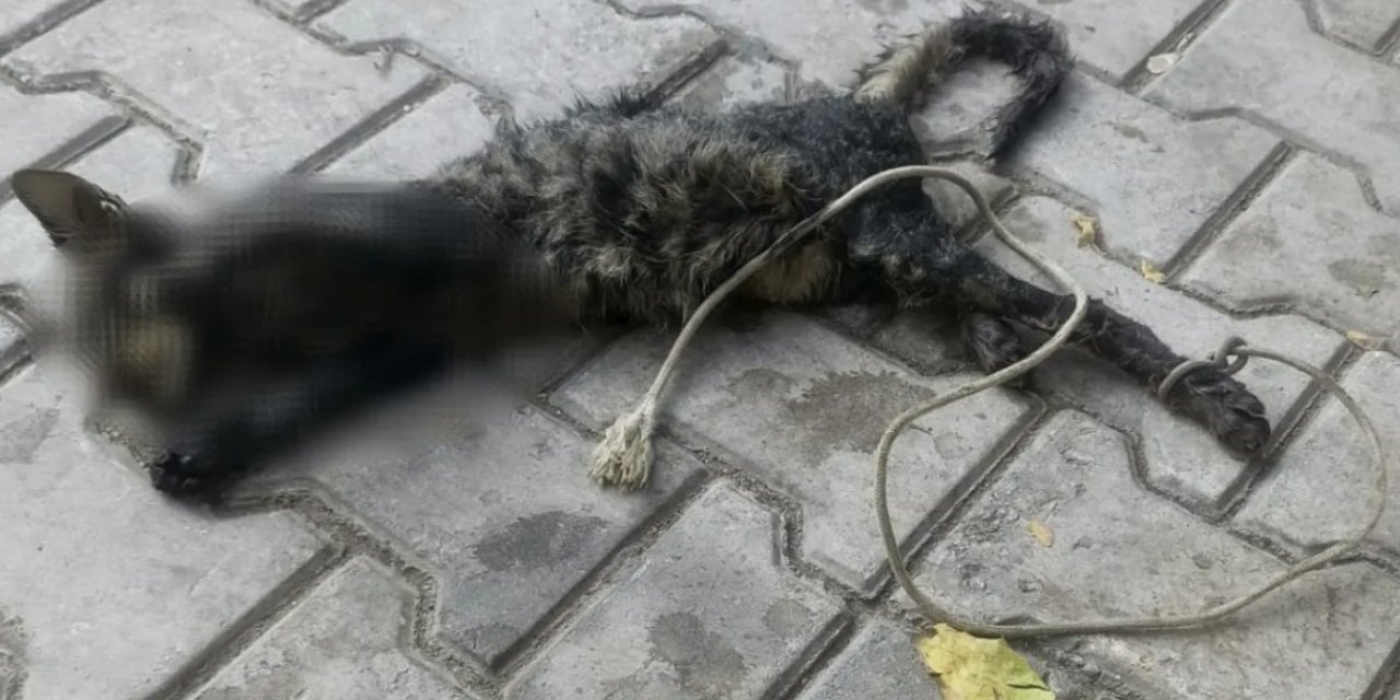 Bursa'da canice olay: Yavru kedinin ayaklarını bağlayıp denize attılar