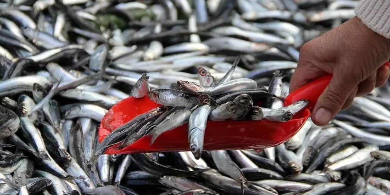 Hamsi fiyatları 100 TL'ye kadar düştü