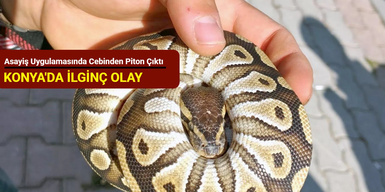 Konya’da ilginç olay: Asayiş uygulamasında cebinden piton çıktı