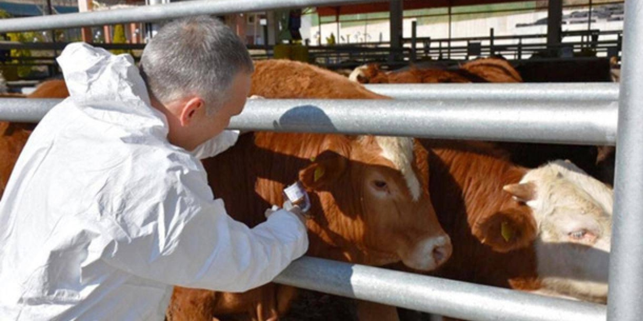 Erzincan'da bazı köylerde şap karantinası başlatıldı