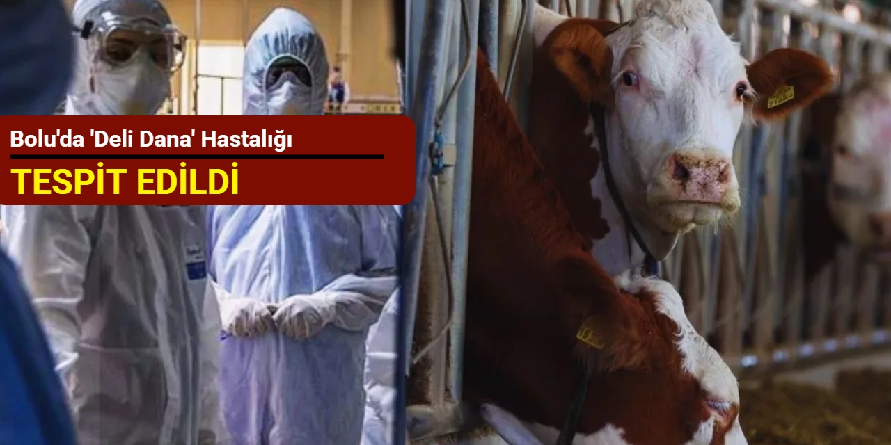 Bolu'da 'deli dana' hastalığı tespit edildi