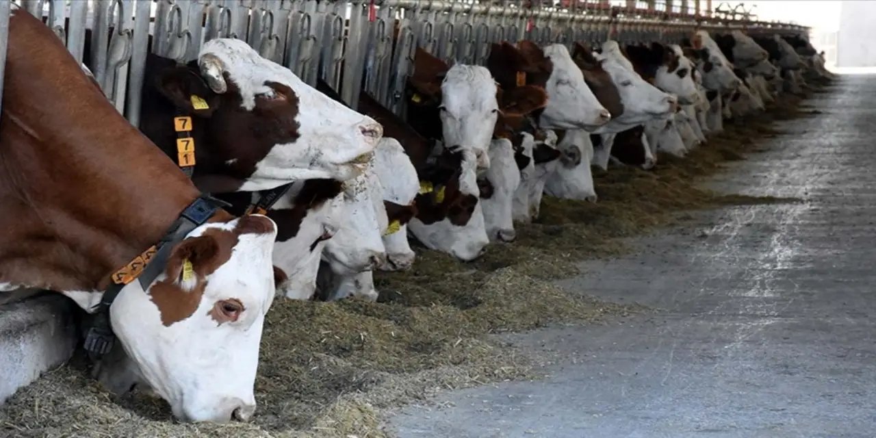 Bolu'da şap: 18 köy ve 4 mahalle karantinaya alındı