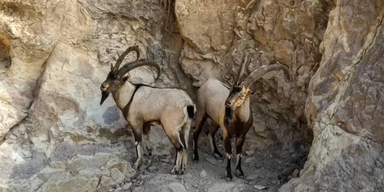 2 yaban keçisi öldüren 3 kişiye 1,9 milyon lira ceza