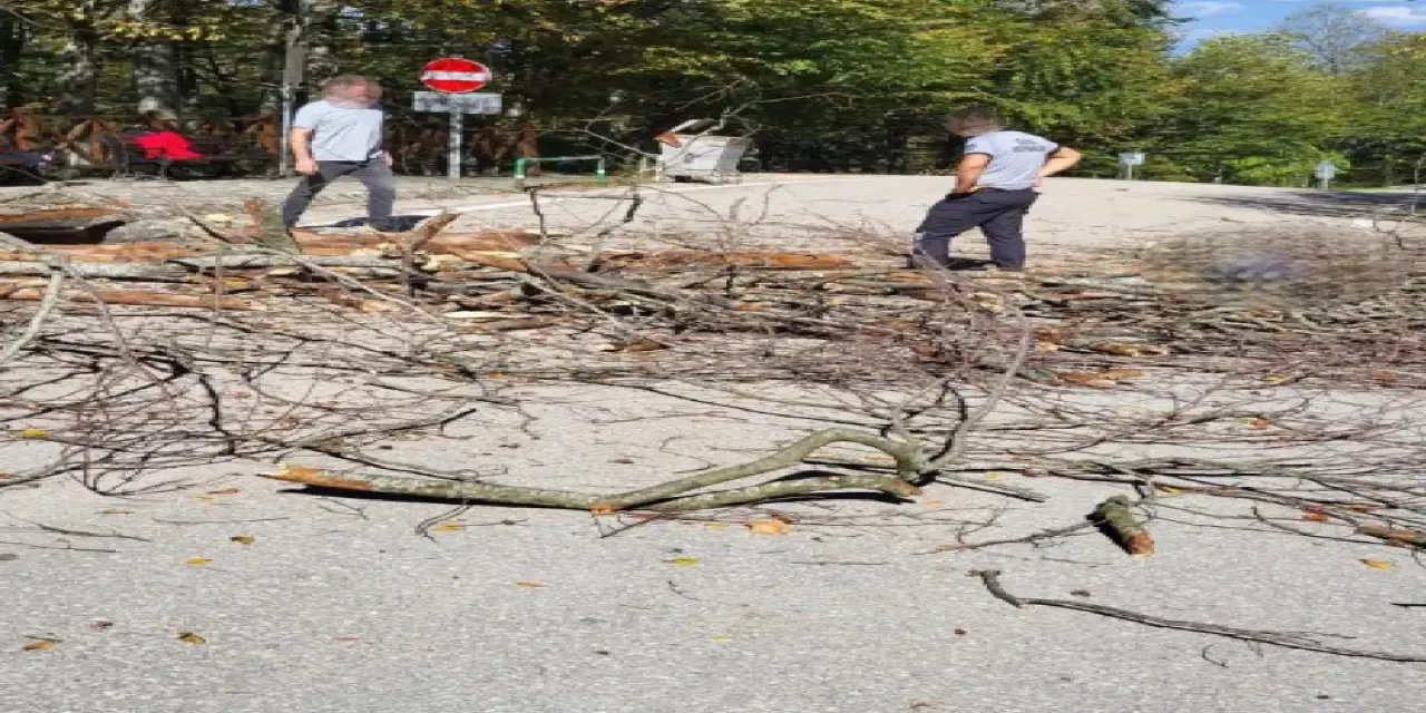 Bursa'da üzerine ağaç devrilen işçi hayatını kaybetti