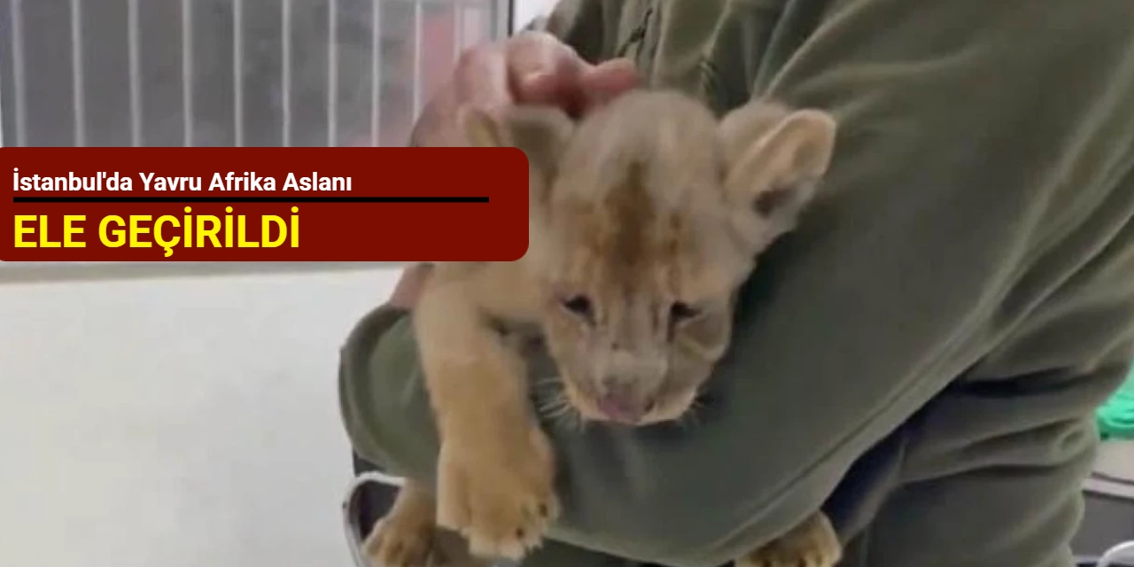İstanbul'da yavru Afrika aslanı ele geçirildi