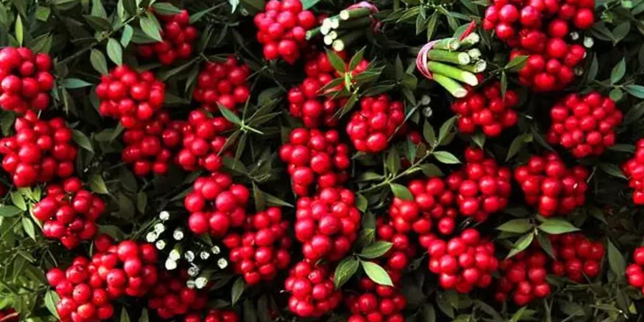 Yılbaşı çiçeği olan Kokina bu yıl daha pahalı