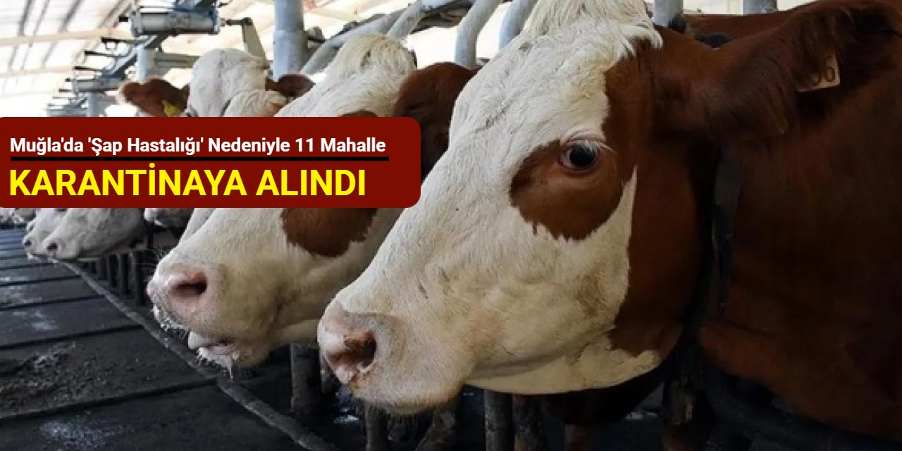 Muğla'da 'şap hastalığı' nedeniyle 11 mahalle karantinaya alındı