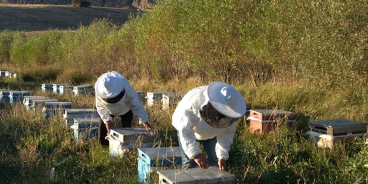 Arıcılık için mesleki standart geliyor