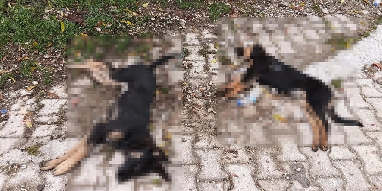 Korkunç olay: Isparta'da 5 köpek ölüsü bulundu