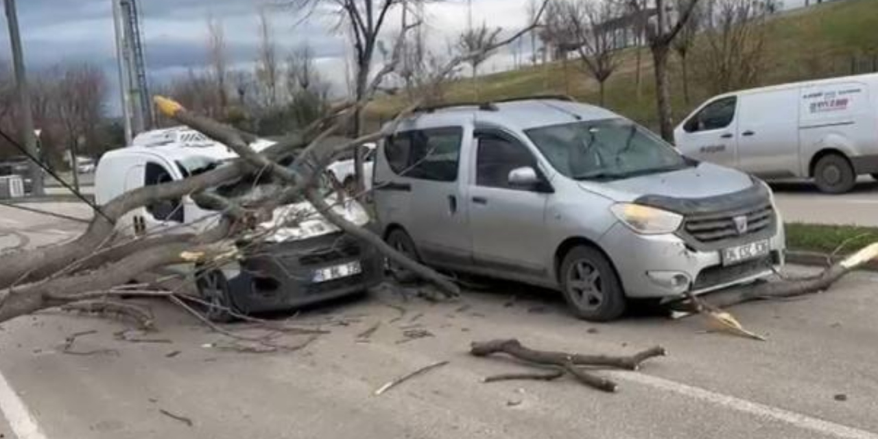 Bursa'da kuvvetli rüzgar: Ağaçlar devrildi