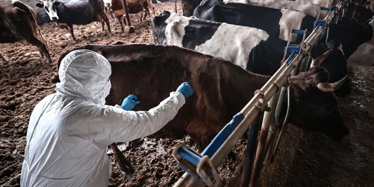 Bilecik'te şap alarmı: Hayvan giriş-çıkışları yasaklandı
