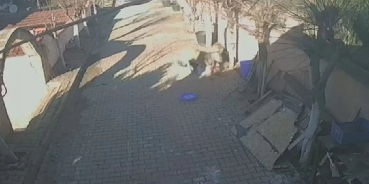 İstanbul'da bir koç sahibine saldırdı: Hastanelik etti