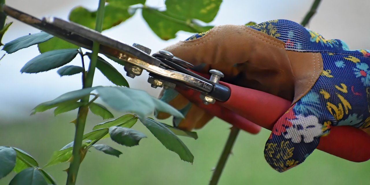 Ocak bitmeden budanması gereken 5 ağaç ve bitki: Daha sağlıklı büyüyorlar