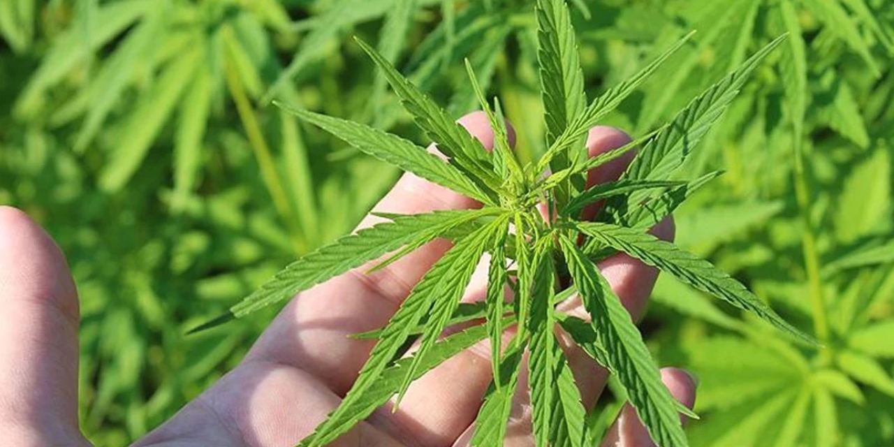 21 ilde kenevir üretimine izin: Yeni yönetmelik yürürlükte