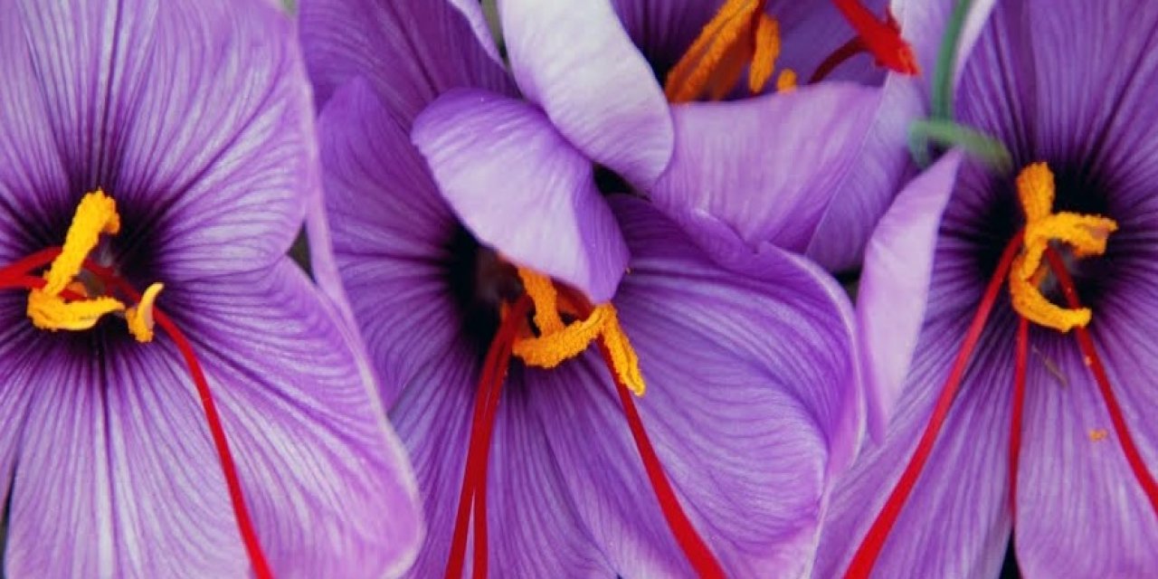 Soğan patates yerine eken köşeyi dönüyor! Bu bitki zengin ediyor