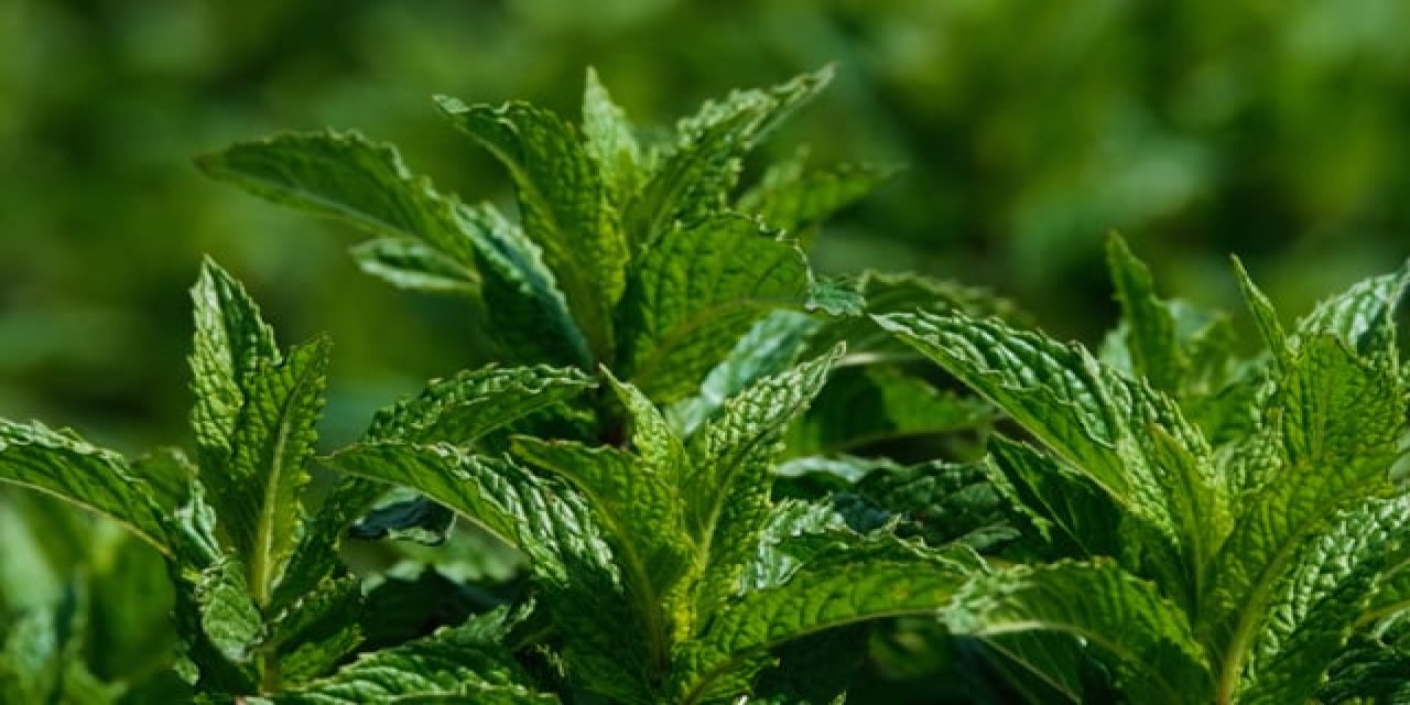 Evin temiz kokmasını sağlayan 3 bitki ! Evinizde mutlaka bulundurun