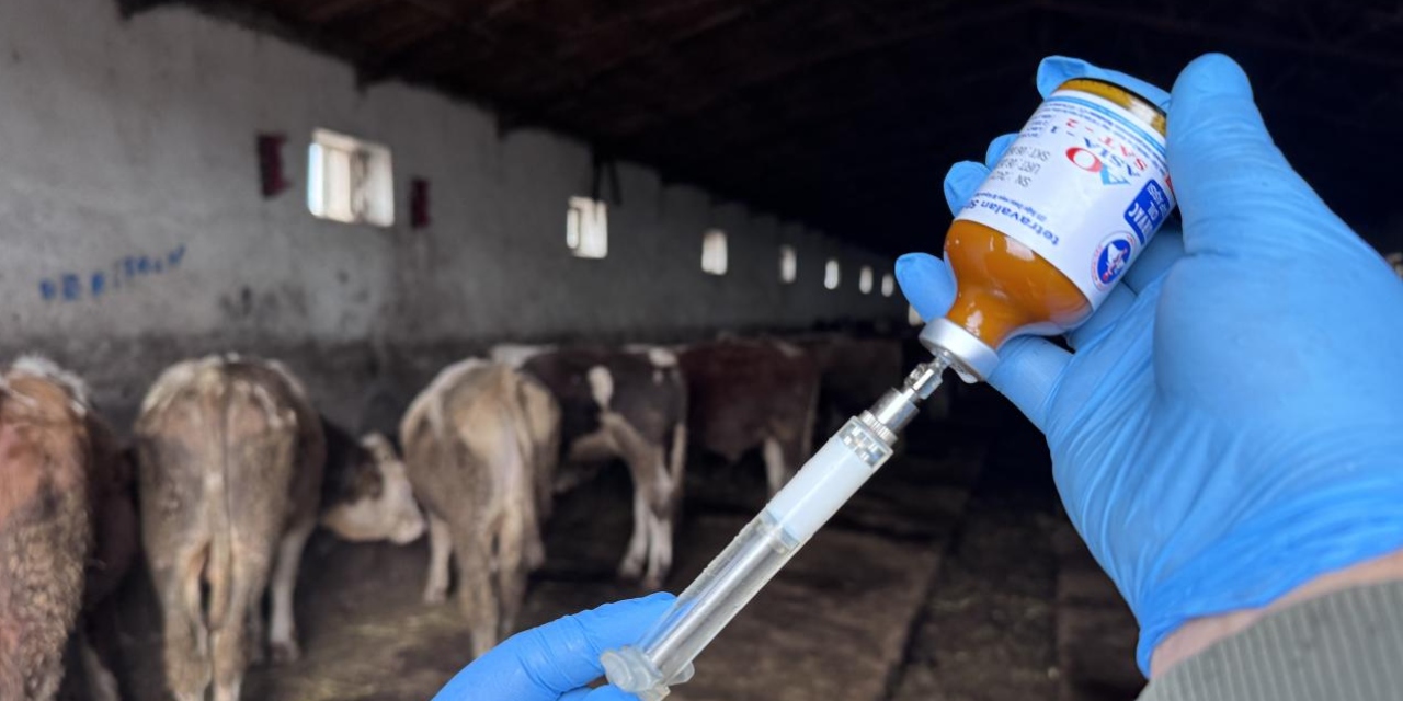 Muğla'da şap paniği: 11 mahalle karantinaya alındı