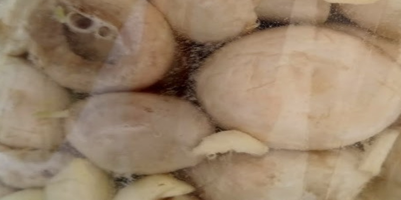 Bodrumda bile üretilebiliyor - Az yer kaplıyor, çok kazandırıyor