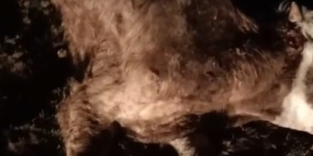 Kırşehir’de 13 hayvan ölü bulundu