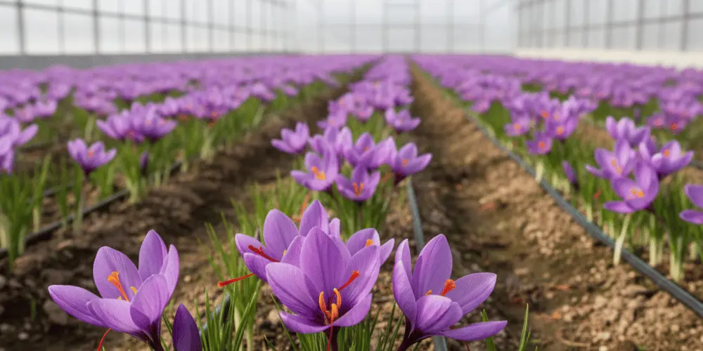 Üreticisine Çok Kazandıran Ürünlerden Biri Oldu; Şimdi Herkes Peşinde!