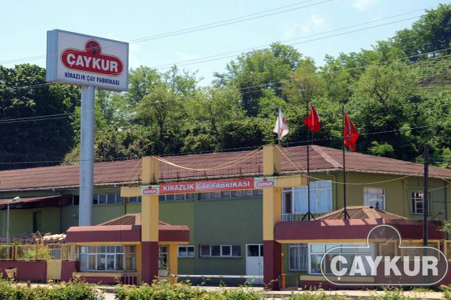 Çaykur İşçi Alımı Yapacak!