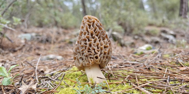Kilosu Resmen Altınla Yarışıyor, Sezonu Açıldı!